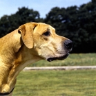 Picture of great dane head portrait