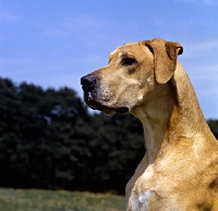 Picture of great dane head portrait