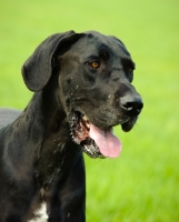 Picture of Great Dane head study