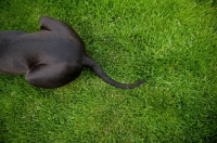 Picture of Great Dane hind end lying on grass.