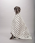 Picture of Great Dane in blanket