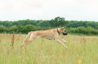 Picture of Great Dane in field