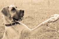 Picture of Great Dane in sepia colours