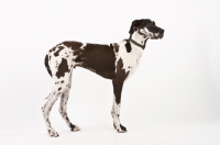Picture of Great Dane in studio, side view