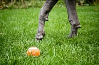 Picture of Great Dane legs with tennis ball