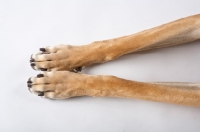 Picture of great dane legs