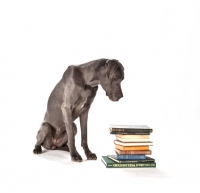 Picture of Great Dane, looking at books