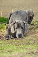 Picture of Great Dane looking sad