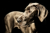 Picture of Great Dane looking to the side