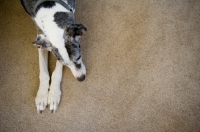 Picture of Great Dane lying down, resting head.