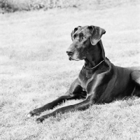 Picture of great dane lying down