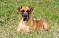 Picture of Great Dane lying down