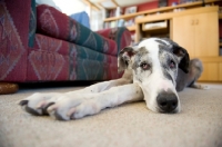 Picture of Great Dane lying in living room.