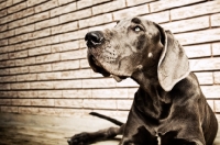 Picture of Great Dane lying on deck