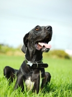 Picture of Great Dane lying on grass, looking up