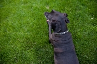 Picture of Great Dane lying on grass.