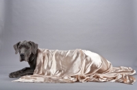 Picture of Great Dane lying under satin sheet