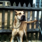 Picture of great dane on guard