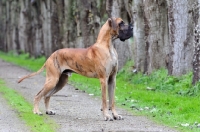 Picture of Great Dane on road