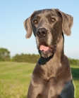 Picture of Great Dane outdoors