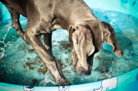 Picture of Great Dane playing in kiddie pool