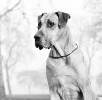 Picture of great dane, portrait