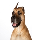 Picture of great dane portrait