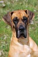 Picture of Great Dane portrait