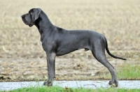 Picture of Great Dane posed side view
