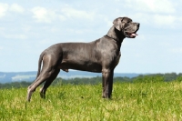 Picture of Great Dane posed