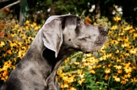 Picture of great dane profile in front of yellow flowers