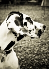 Picture of Great Dane profile