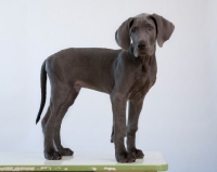 Picture of Great Dane puppy, grey background