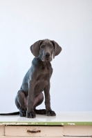 Picture of Great Dane puppy on table