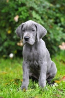 Picture of Great Dane puppy