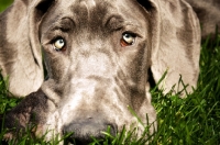 Picture of great dane resting head in grass