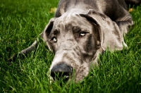 Picture of great dane resting head in grass