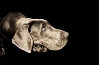 Picture of Great Dane resting head