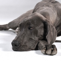 Picture of Great Dane resting