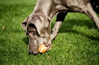 Picture of Great Dane retrieving ball