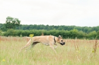 Picture of Great Dane running in field