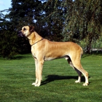 Picture of great dane side view