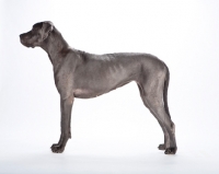 Picture of Great Dane side view