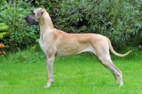 Picture of Great Dane side view
