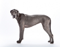Picture of Great Dane, side view