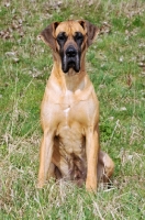 Picture of Great Dane sitting down