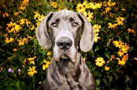 Picture of Great Dane sitting in front of yellow flowers