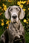 Picture of great dane sitting in front of yellow flowers