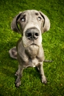 Picture of Great Dane sitting in grass - wide angle