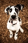 Picture of Great Dane sitting on mulch